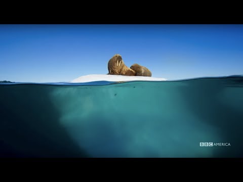 Planet Earth: Blue Planet II | Radiohead &amp; Hans Zimmer - (ocean) bloom | BBC America