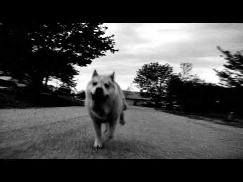 &quot;The Tale of Pupperoo&quot; - An Original Silent Video for &quot;Where Is My Mind?&quot; by the Pixies