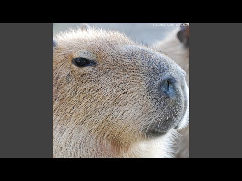 Капибара (Capybara)