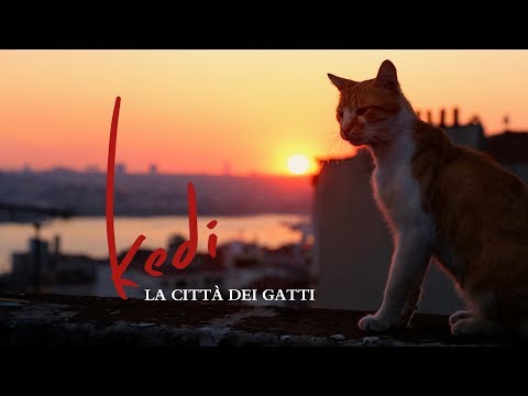 Kedi - La città dei gatti - Trailer Italiano Ufficiale | HD