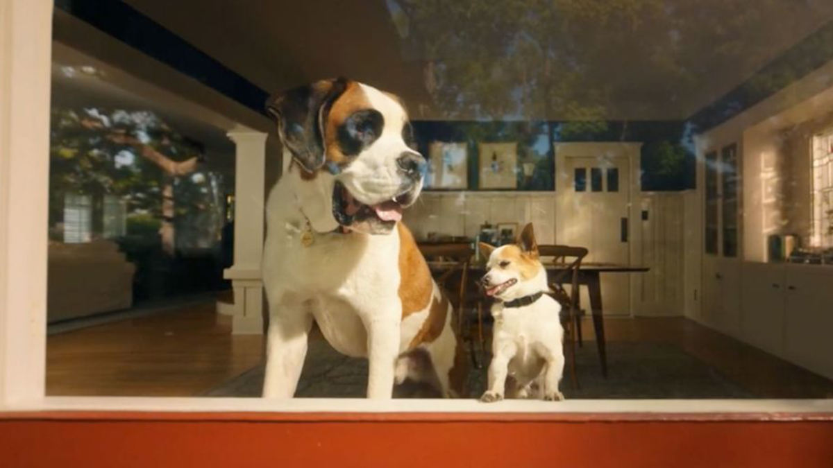 Fans love the Chewy cat commercial & Peanut Butter box Auralcrave