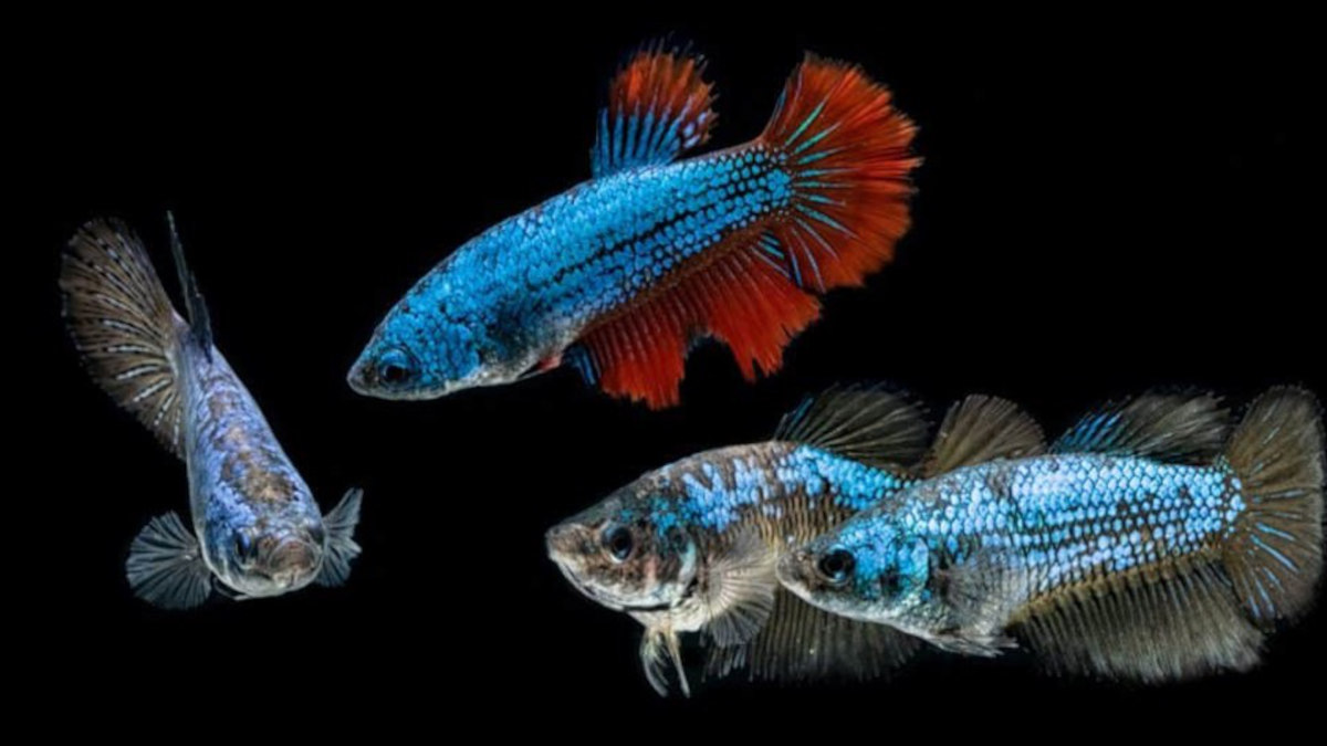 Where To Buy Betta Fish Online Auralcrave